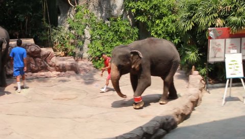 BANGKOK, THAILAND - March 8: elephant show at Safari world March 8, 2016 in Bangkok, Thailand.