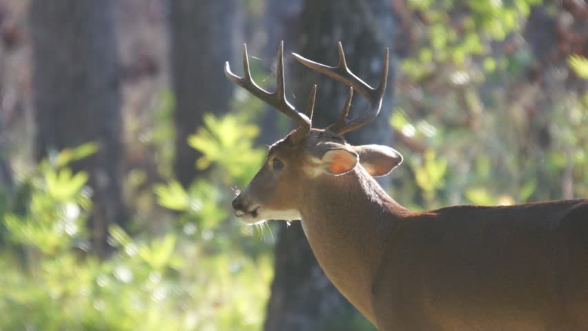 Whitetail Deer in Southern Georgia.