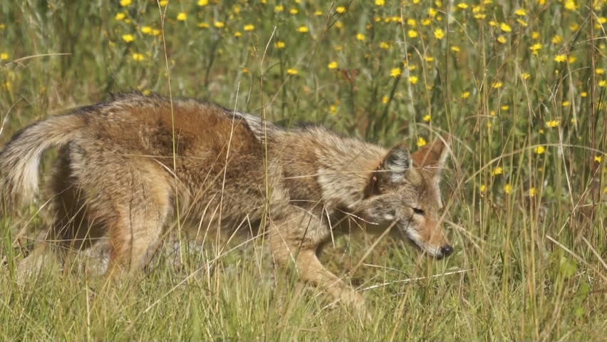 Coyote (Canis latrans) hunting in Georgia.