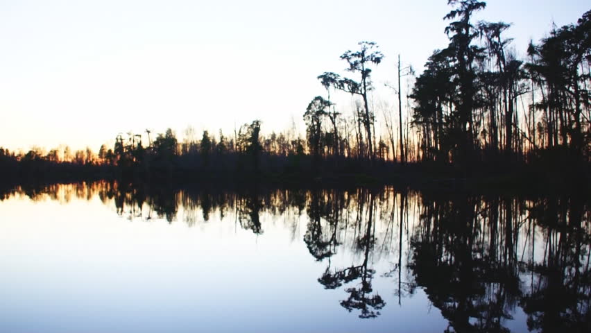 Cypress swamp in southern United States