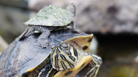 Adult Yellow-bellied Slider turtle and baby