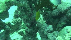Sea Fish. Sea View. Underwater Video. Water. Diving Underwater