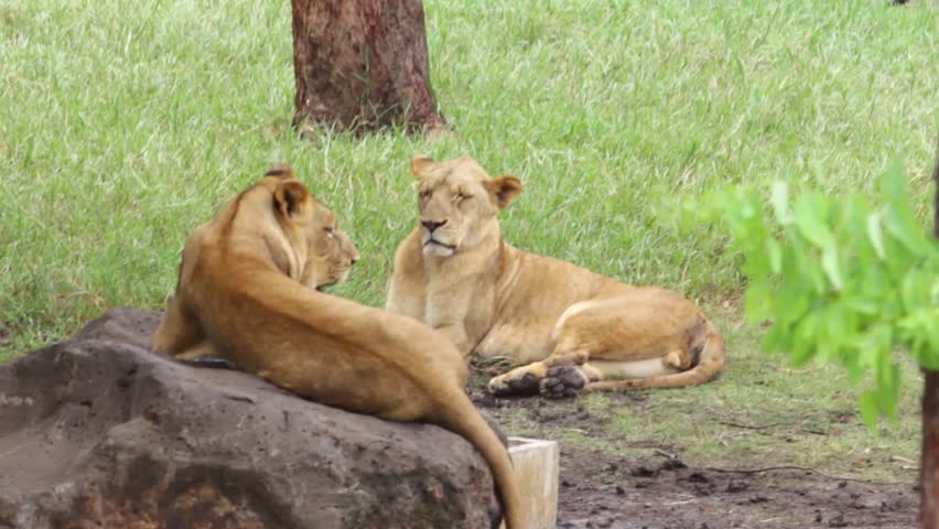 Two lions sitting on stone