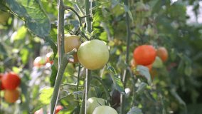  Red and green tomatoes on the vine. Agricultural farm for harvesting