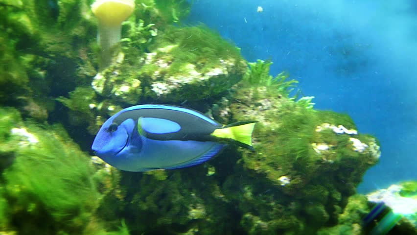 Tropical fishes in aquarium