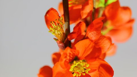 Closeup, spring flowers of red Japanese quince 2