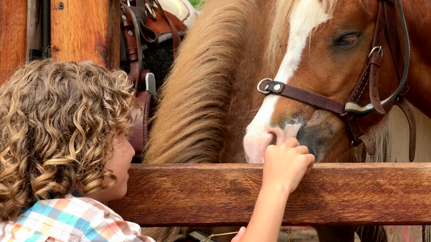 Boy Feeding Farm Horses