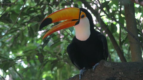 Exotic toucan bird in natural setting near Iguazu Falls, Foz do Iguacu, Brazil.