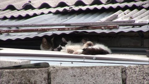 White and black cats are sitting on the roof of  a building.
