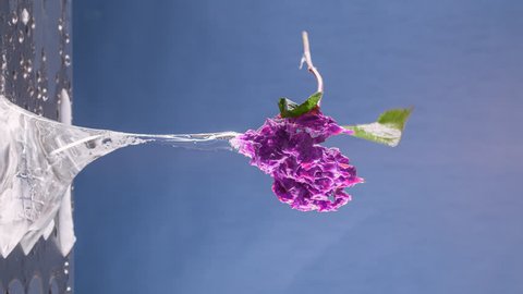 melting iced flower time lapse - made for upright use (9:16)