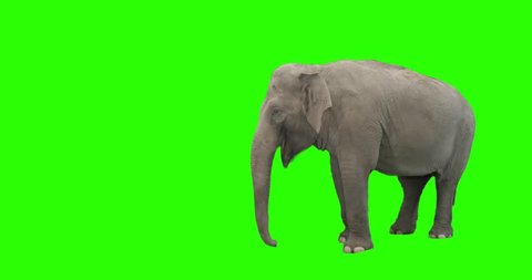 Elephant on green screen, captured on 4k camera.
