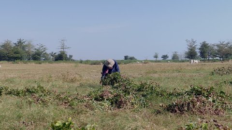 farmer making bunch of peanut plants and carrying on his shoulders towards a trailer of the motorcycle