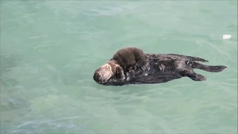 A wild Southern Sea Otter mother (Enhydra lutris) swims on her back in the water of a protected tide pool and preens her 2-day old pup on her belly, in Monterey Bay, California.