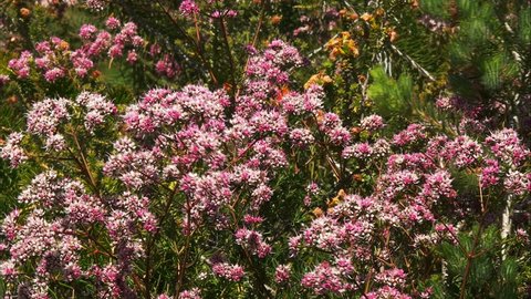 panning shot of a western australian wildflower bush with its bright pink flowers