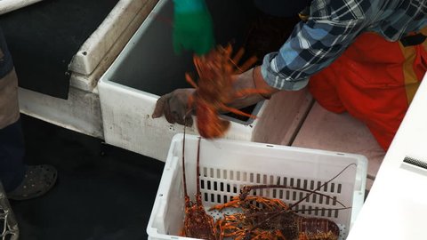 a fishermen fills a crate with live southern rock lobster at st helens on tasmania's east coast