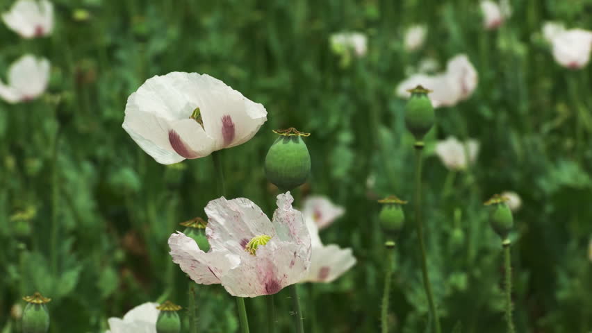 Close Up Of Opium Poppy Stock Footage Video 100 Royalty Free   1 