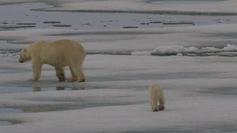 Slow motion - polar bear cub jumps and splashes as it scampers after its mother among the melting ice - A014 C063 0718TP 001 A