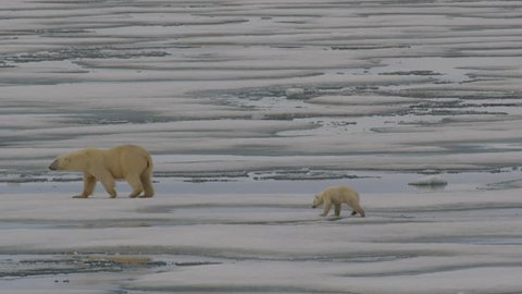 Slow motion - polar bear and cub walk across melting ice with melt pools and jumping across gaps with a splash - A014 C066 0718DD 001 B