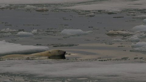 Slow motion - adult polar bear and cub swim among the broken sea ice chunks in the arctic twilight - A014 C057 0718I9 001