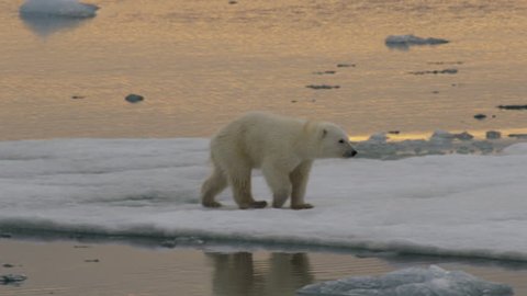 Slow motion - polar bear cub walks across ice and leaps slushy gap between bergs over reflection in late arctic afternoon - A014 C055 0718IS 002 C