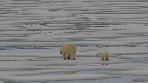 Slow motion - polar bear mum and cub walking among melt water pools of summer sea ice while cub stops to roll in snow and ice - A014 C066 0718DD 001 A