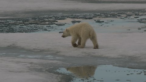 Slow motion - of polar bear cub stopping to rub water of on ice before scampering off to its mother who is also rolling to dry off with lots of reflection - A014 C060 0718OB 001 B