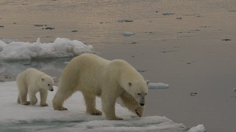 Slow Motion - polar bear mother crosses slushy warming sea ice to its cub and tests the edge of the ice and water knocking slush into the water - A014 C053 071893 001 D