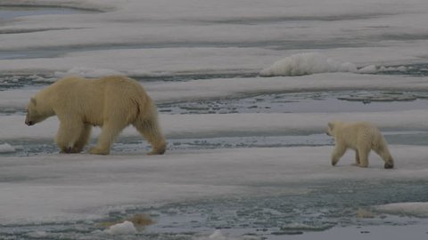 Slow motion - polar bear cub catches up to its mother and follows along as they leap over gaps in the melting sea ice - A014 C063 0718TP 001 B