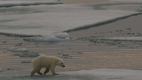 Slow motion - polar bear cub walks along the broken melting ice of the arctic ocean in later afternoon. A014 C056 07186H 001 A