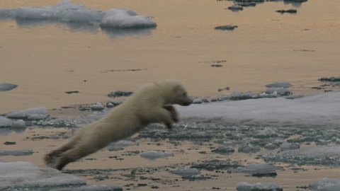 Slow motion - polar bear cub jumps across a gap between ice and lands with a splash in the slush of the arctic ocean with late afternoon light - A014 C055 0718IS 002 D