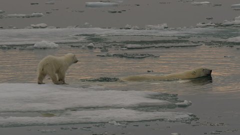 Slow motion - polar bear mother backs slowly into water and then swims off in cold calm sea followed by cub who leaps into ocean with big splash and swims after - A014 C056 07186H 001 B