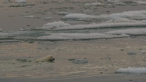 Slow motion - polar bear cub swims slowly among the broken sea ice chunks of the melting pack ice in late afternoon - A014 C056 07186H 001 C