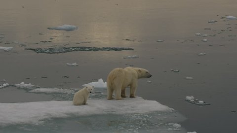 Slow motion - medium of polar bear mother and her cub leaving edge of melting sea ice to stare back at camera - A014 C052 07180I 001 A