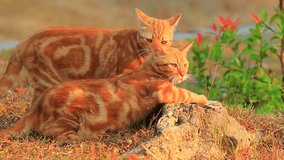 two domestic orange fur cat playing in park
