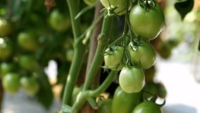  Red and green tomatoes on the vine. Agricultural farm for harvesting