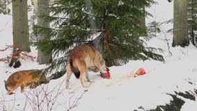 4K footage of Gray (or Grey) Wolves (Canis lupus) in the Bayerischer Wald National Park in Bavaria, Germany