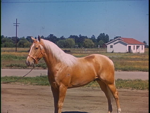 A man rides a horse in the suburbs in this color home movie circa 1940s in California.