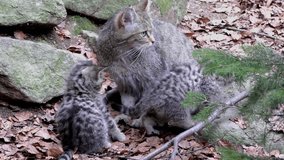 4K footage of a Wildcat (Felis silvestris) mother with her kitten in the Bayerischer Wald National Park in Bavaria, Germany. The wildcat is a small cat found throughout most of Africa, Europe and Asia