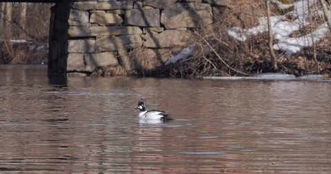 Common goldeneye (Bucephala clangula) diving, early spring, sunny day, ice on water