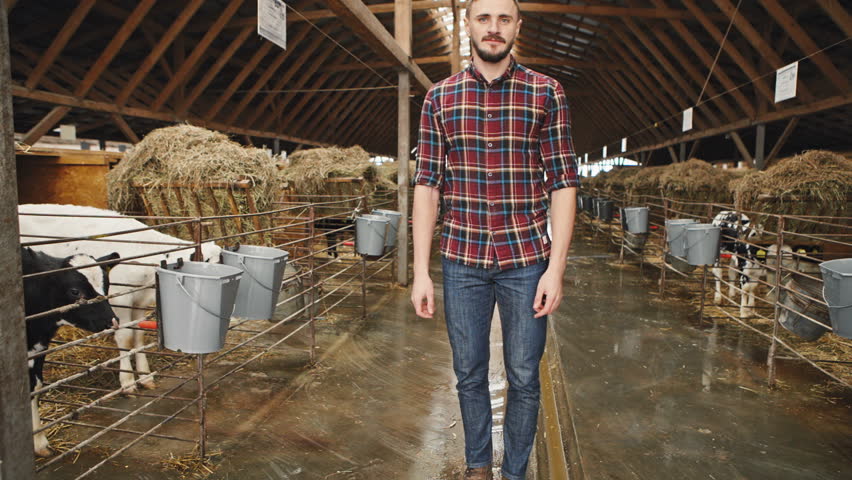 Farmer is working on the farm with calves. RAW video record.