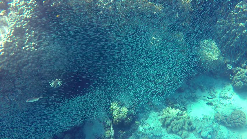 Devil firefish hunting in a shoal of fish in coral ?4 | Shutterstock HD Video #15371116