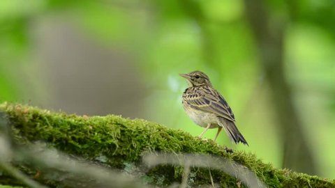 Tree pipit perched in the natural green environment.