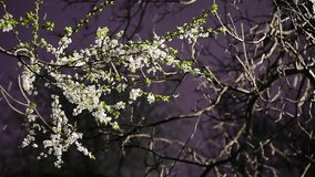 Early springtime snowfall video with a blooming cherry tree branch and snowflakes falling by