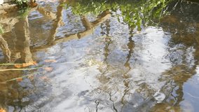 Pond water reflection of sky and plants with wavy water surface in slow motion 1080p HD video - Blue cloudy sky reflected in the pond 1920X1080 FullHD slow-mo footage