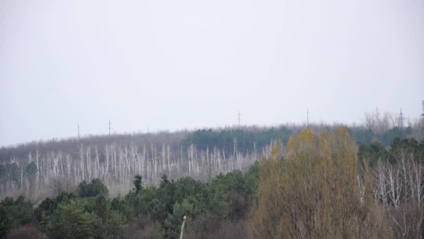 colorful forest lake