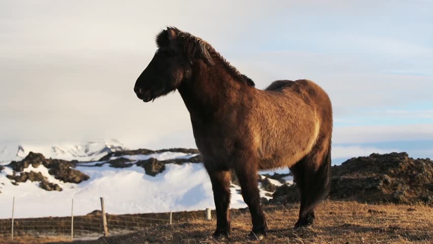 Icelandic horse standing in the winter wind