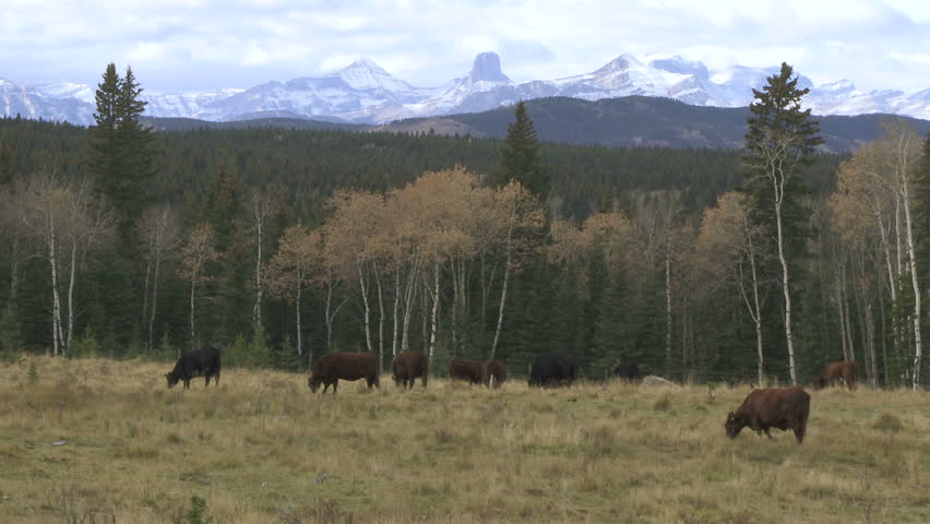 Cattle grazing in the foothills of the Rocky Mountains