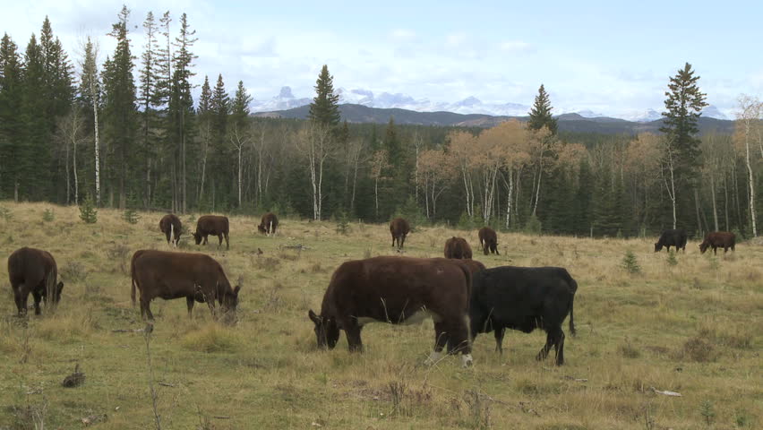Cattle grazing in the foothills of the Rocky Mountains