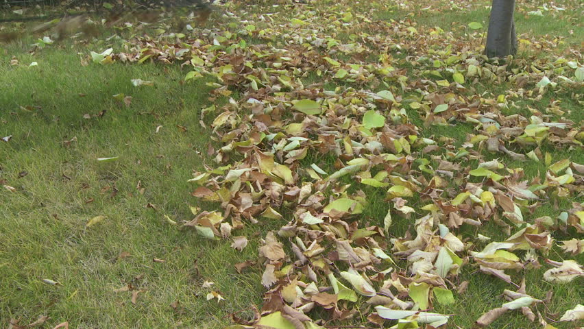 Raking autumn leaves on lawn