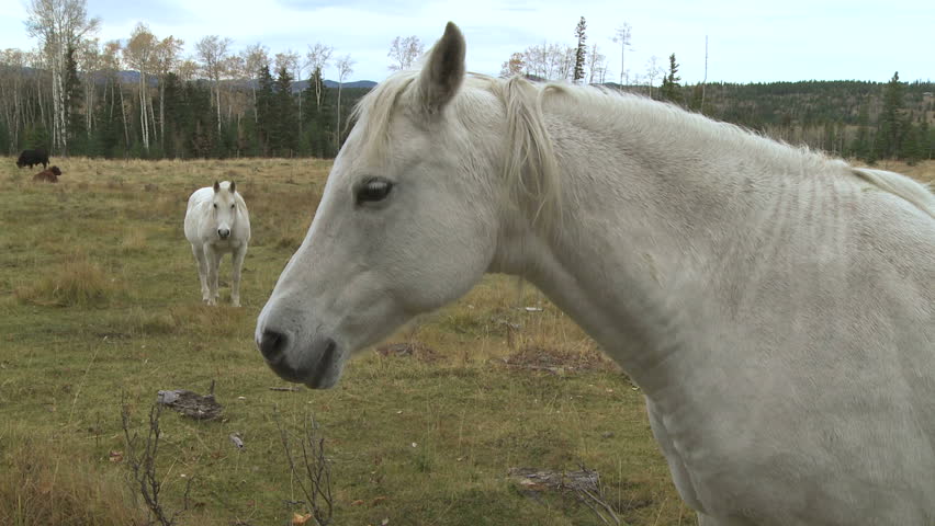 White horses in pasture